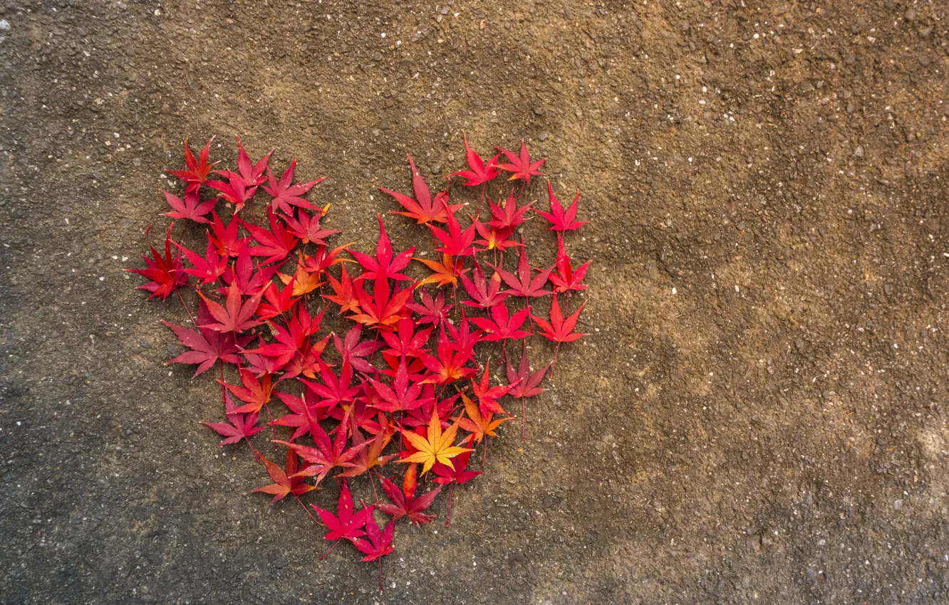 Фото обои осень, листья, любовь, сердце, love, heart, wood, background