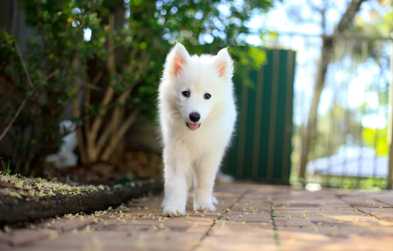 Фото обои друг, собака, Samoyed Puppy