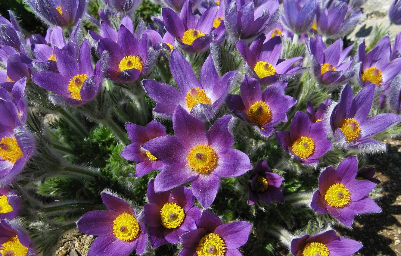 Фото обои фиолетовый, цветы, букет, весна, лепестки, ворсинки, сон-трава