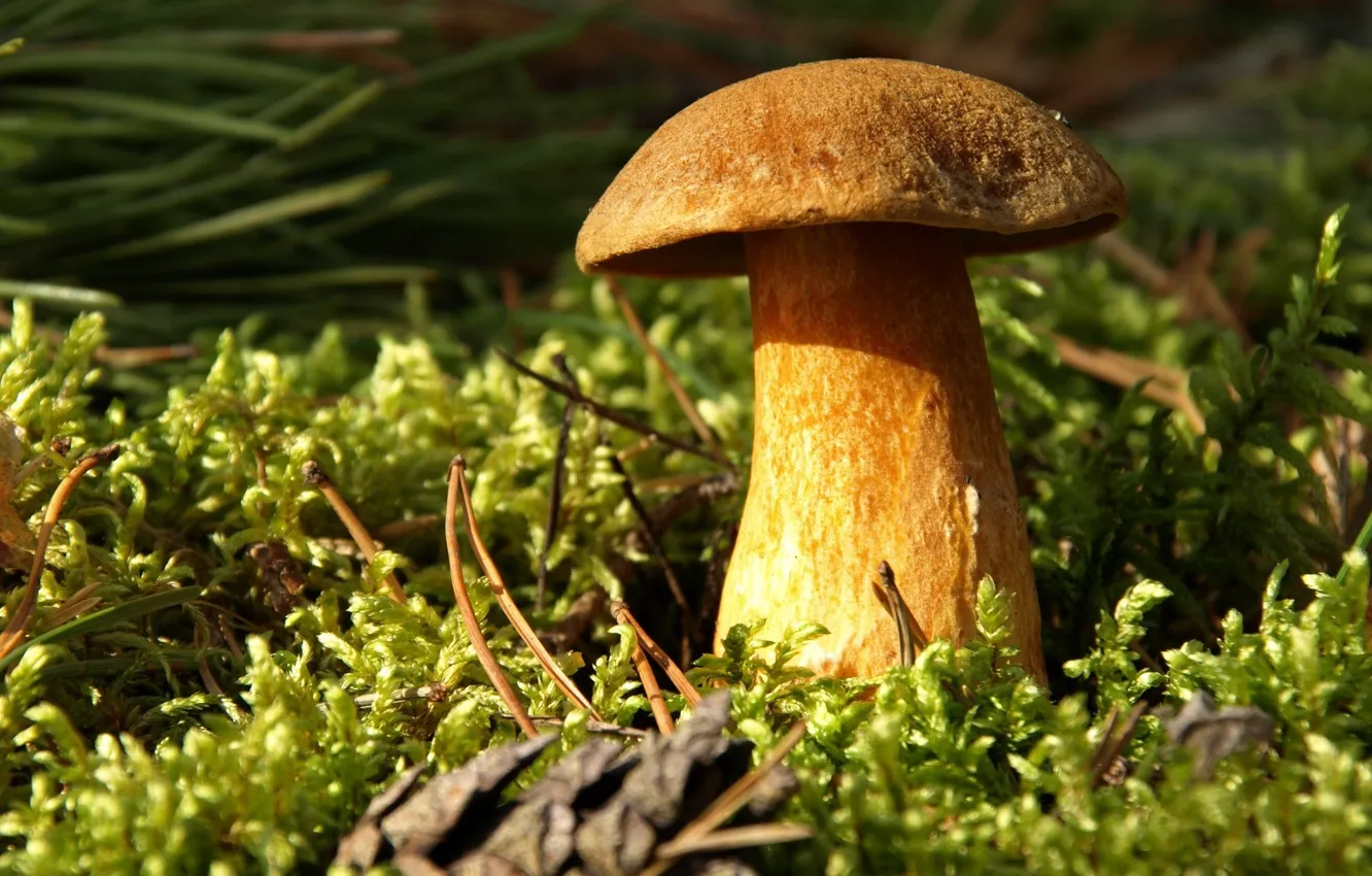 Фото обои гриб, травка, белый гриб