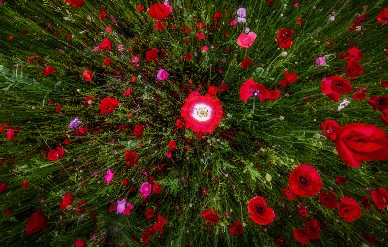 Фото обои цветы, маки, красные, ракурс, маковое поле