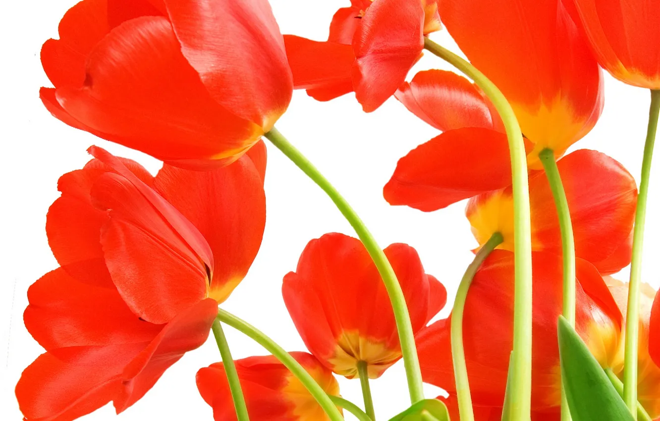 Фото обои листья, цветы, яркие, красота, букет, лепестки, тюльпаны, красные