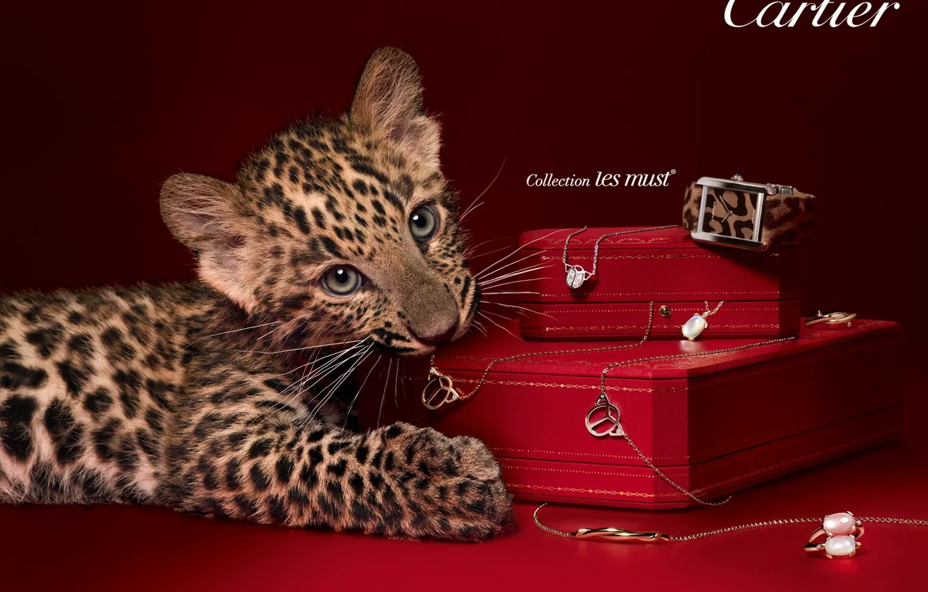 Фото обои украшения, часы, кольца, леопард, бренд, коробки, цепочки, Cartier