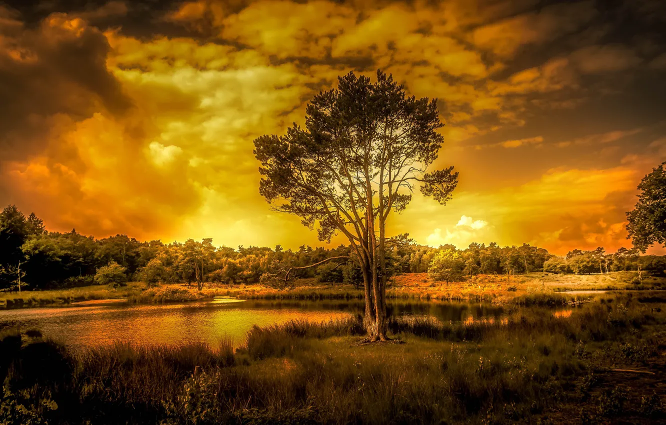 Фото обои закат, природа, дерево