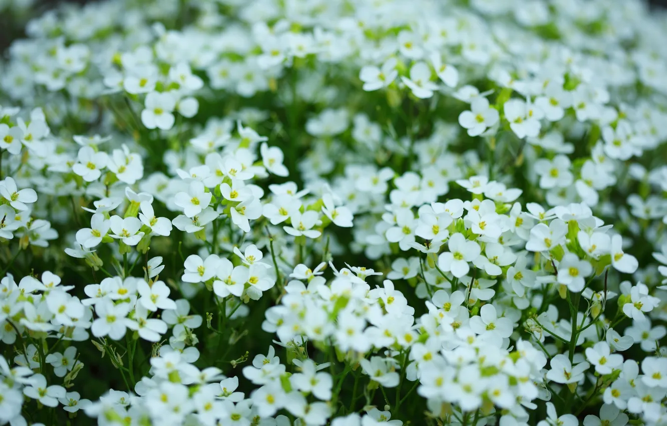 Фото обои белый, цветы, фон, widescreen, обои, растение, wallpaper, цветочки