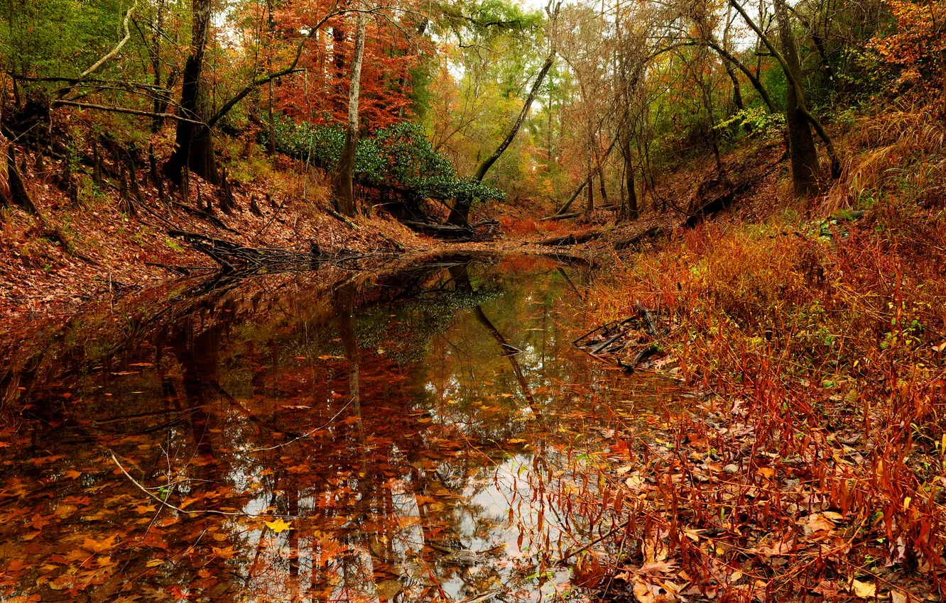 Фото обои осень, лес, деревья, пруд.