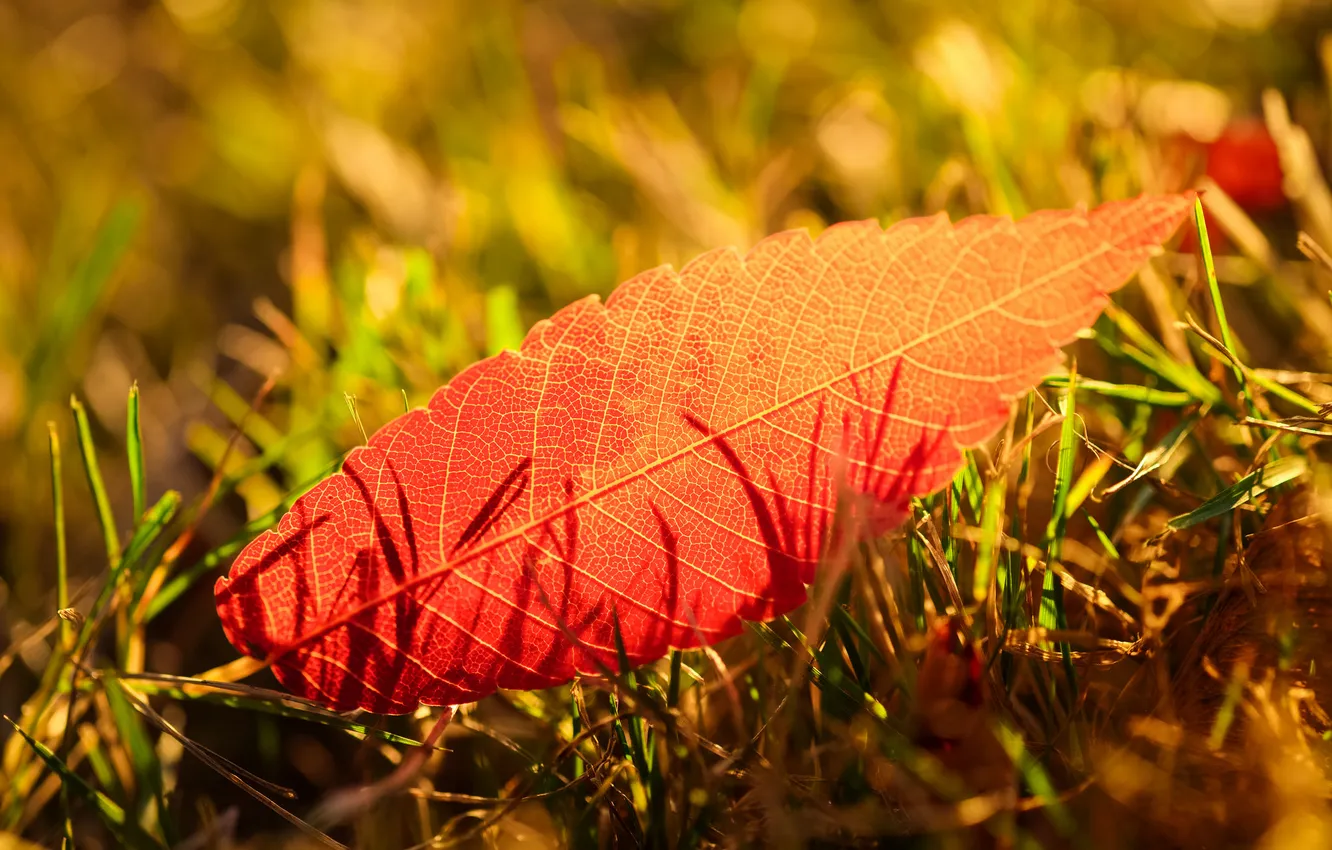 Фото обои осень, трава, лист