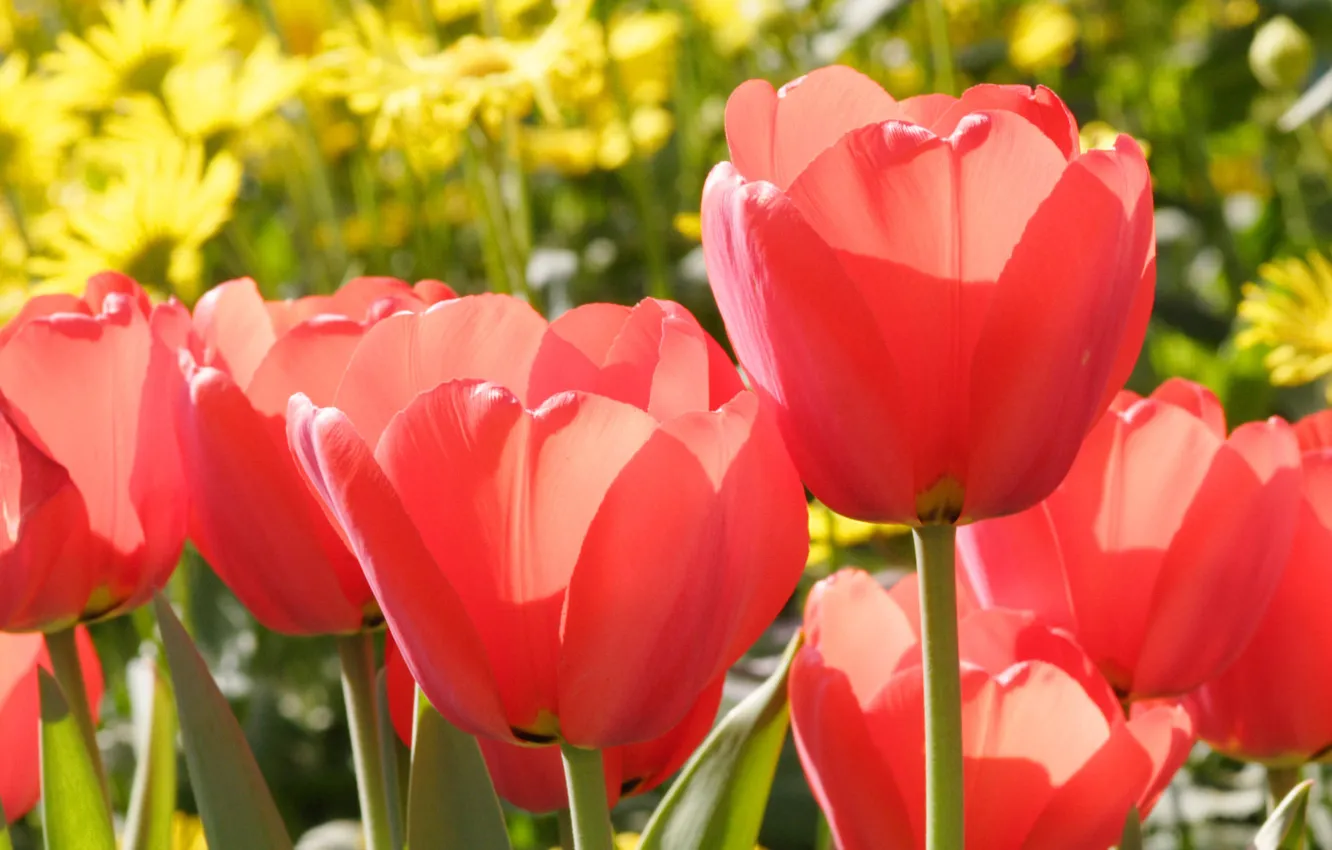 Фото обои цветы, красный, весна, тюльпаны, бутоны