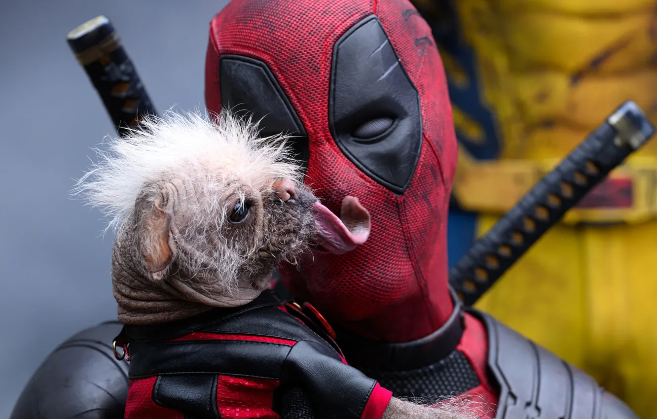 Фото обои язык, собака, Дедпул, Deadpool & Wolverine