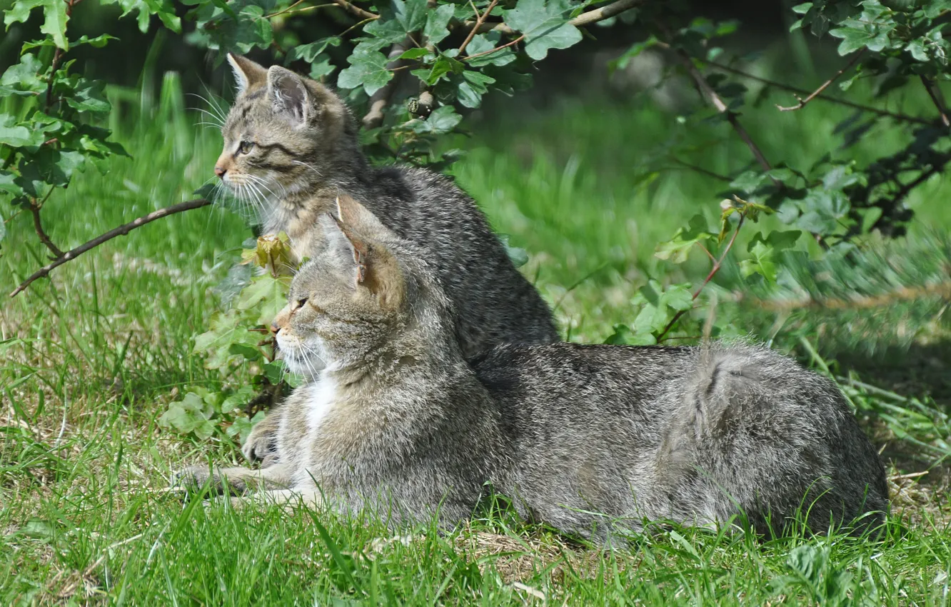 Фото обои зелень, лето, трава, котенок, дикая кошка, европейская кошка