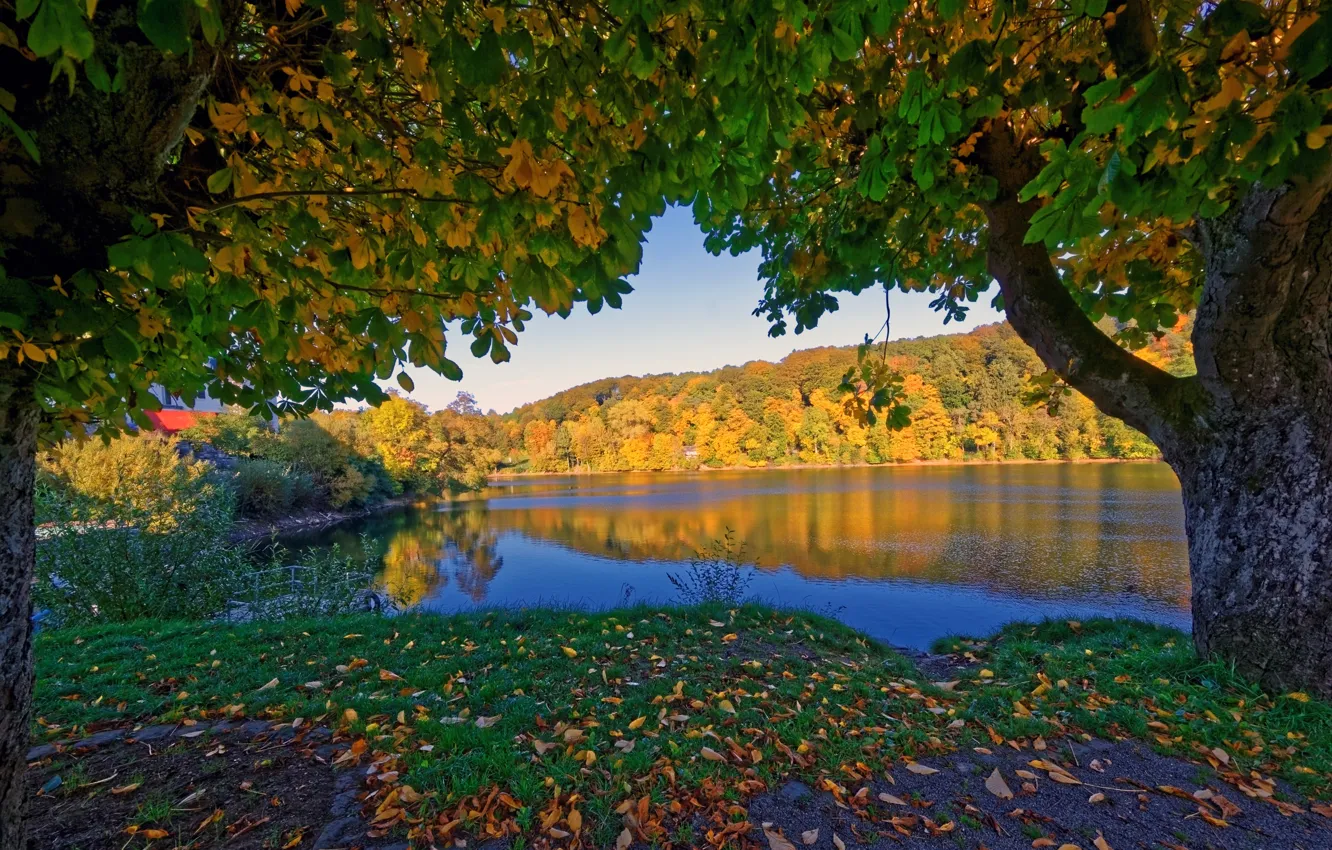 Фото обои осень, деревья, река, Германия, Ulmen, ветки.листья