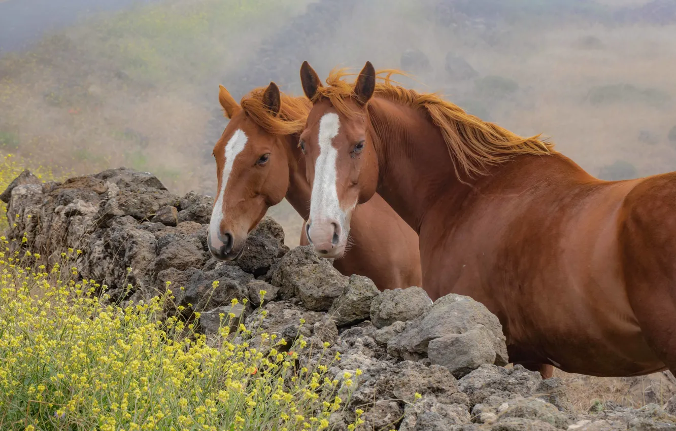Фото обои лето, природа, кони
