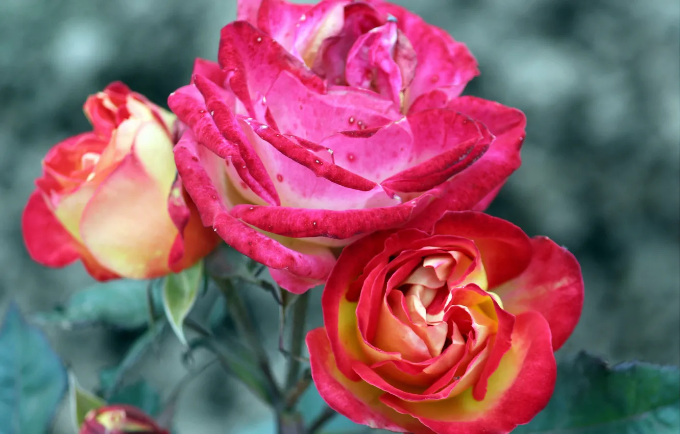 Фото обои Nature, Flower, Rose
