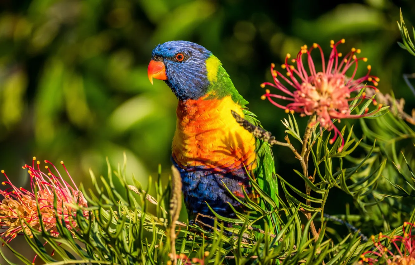 Фото обои цветы, птица, попугай, Многоцветный лорикет, Гревиллея, лорикет