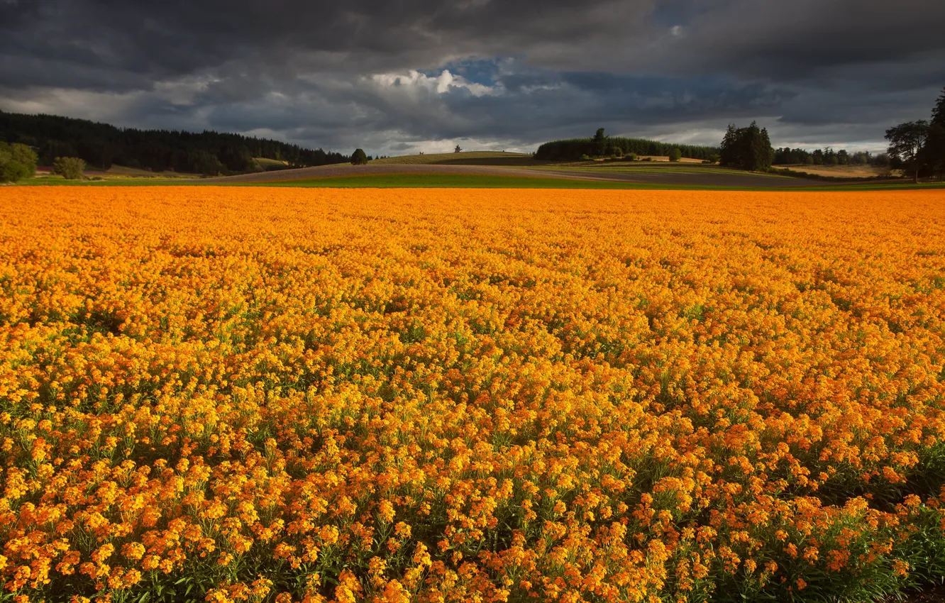 Фото обои поле, цветы, тучи, оранжевые, плантация