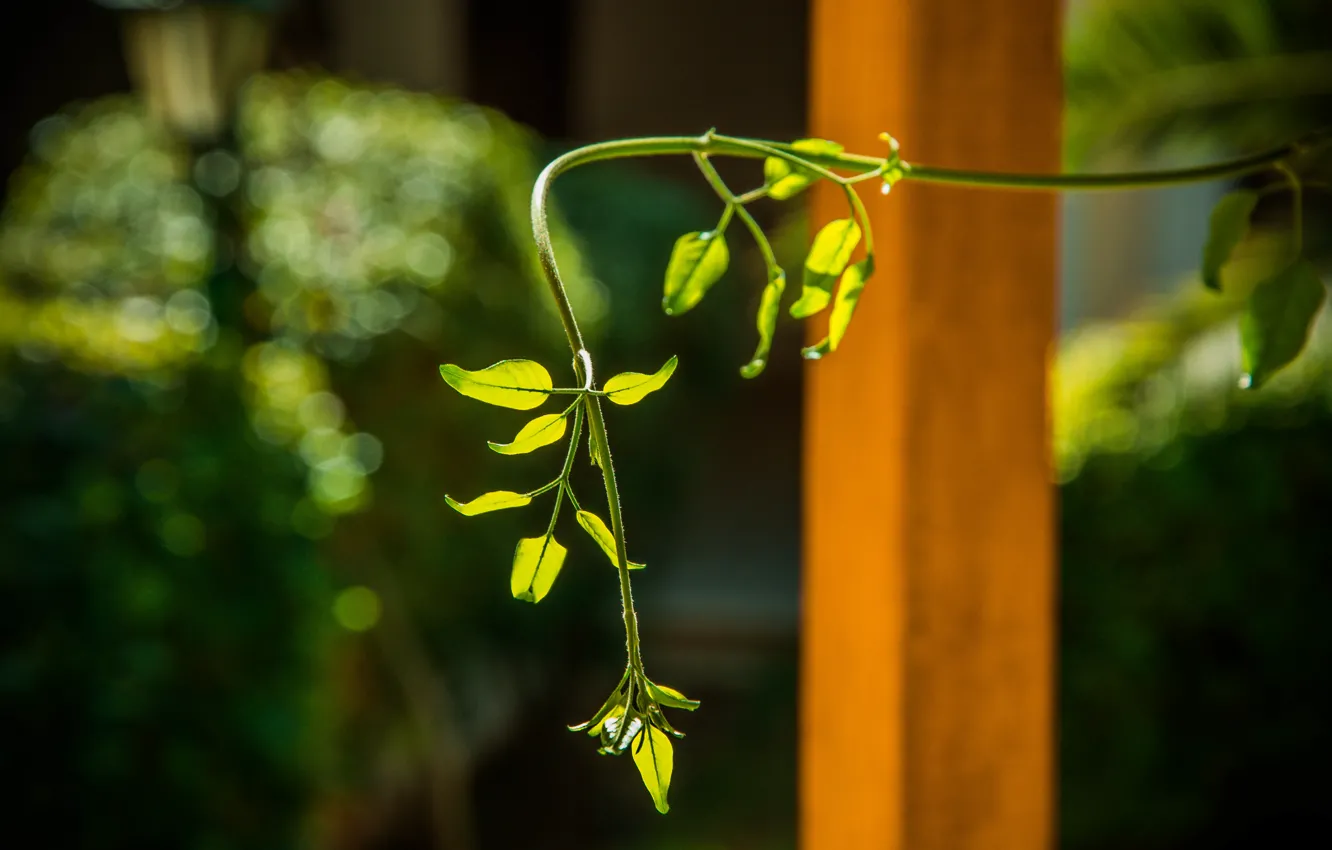 Фото обои зелень, цветы, природа, растение, жасмин