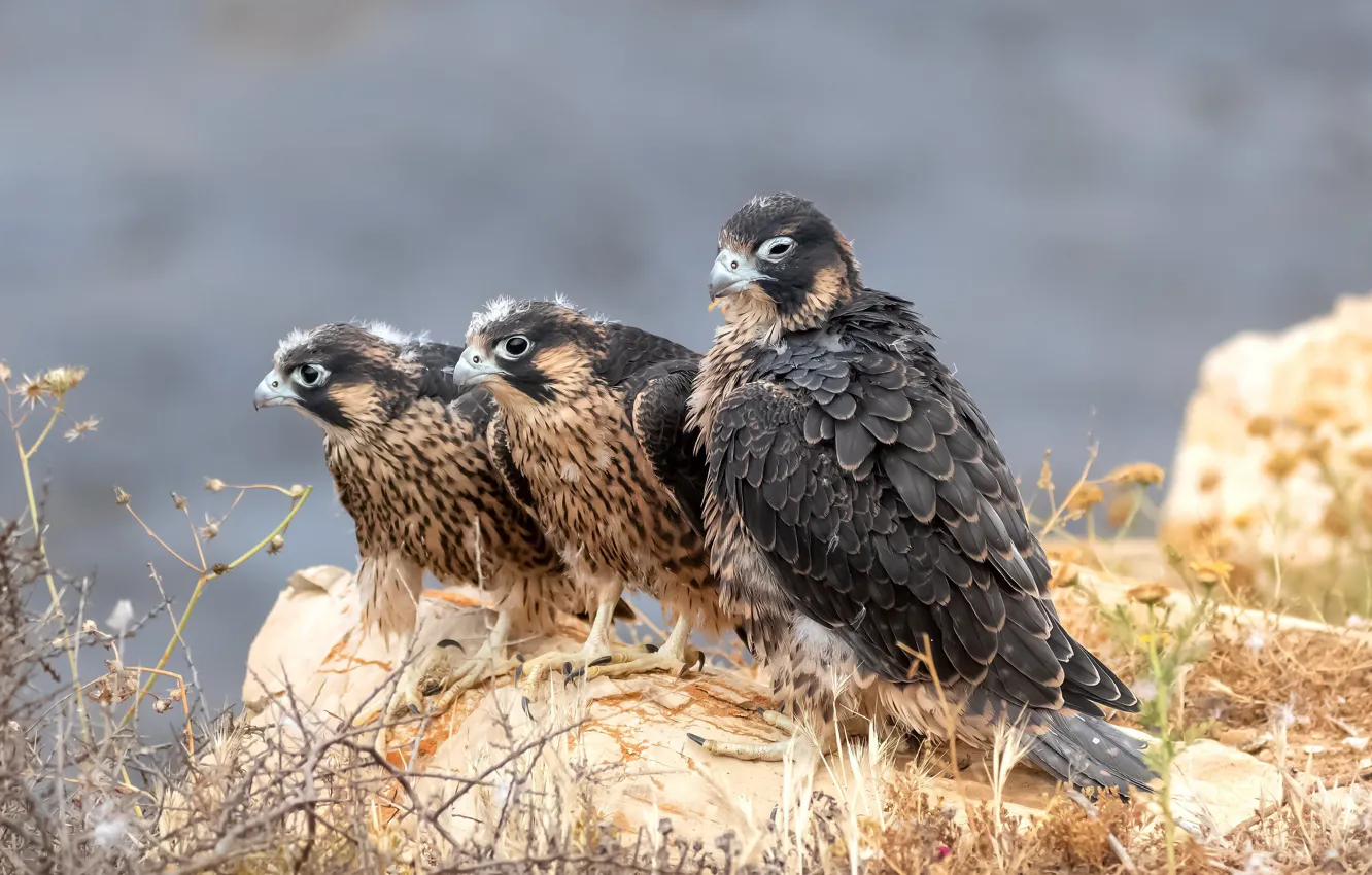 Фото обои птицы, Сапсан, Peregrine falcon