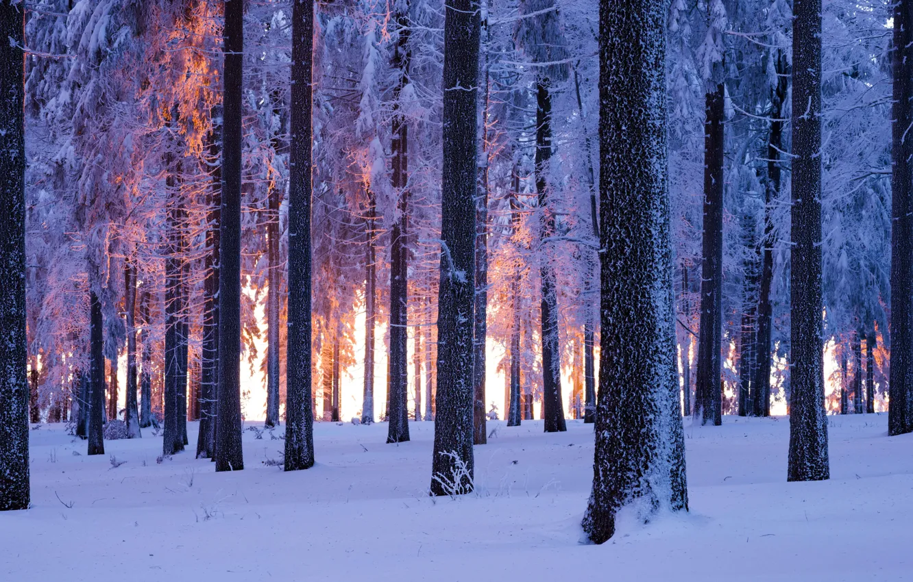 Фото обои лес, снег, Германия, Тюрингия