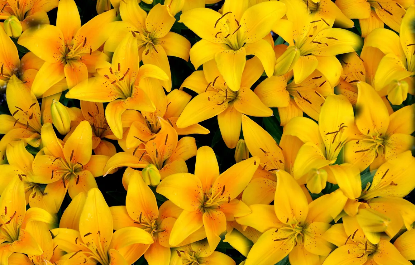 Фото обои желтый, лилии, лепестки