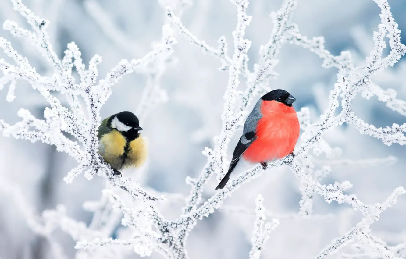 Фото обои зима, иней, снег, птицы, ветки, природа, дерево, куст