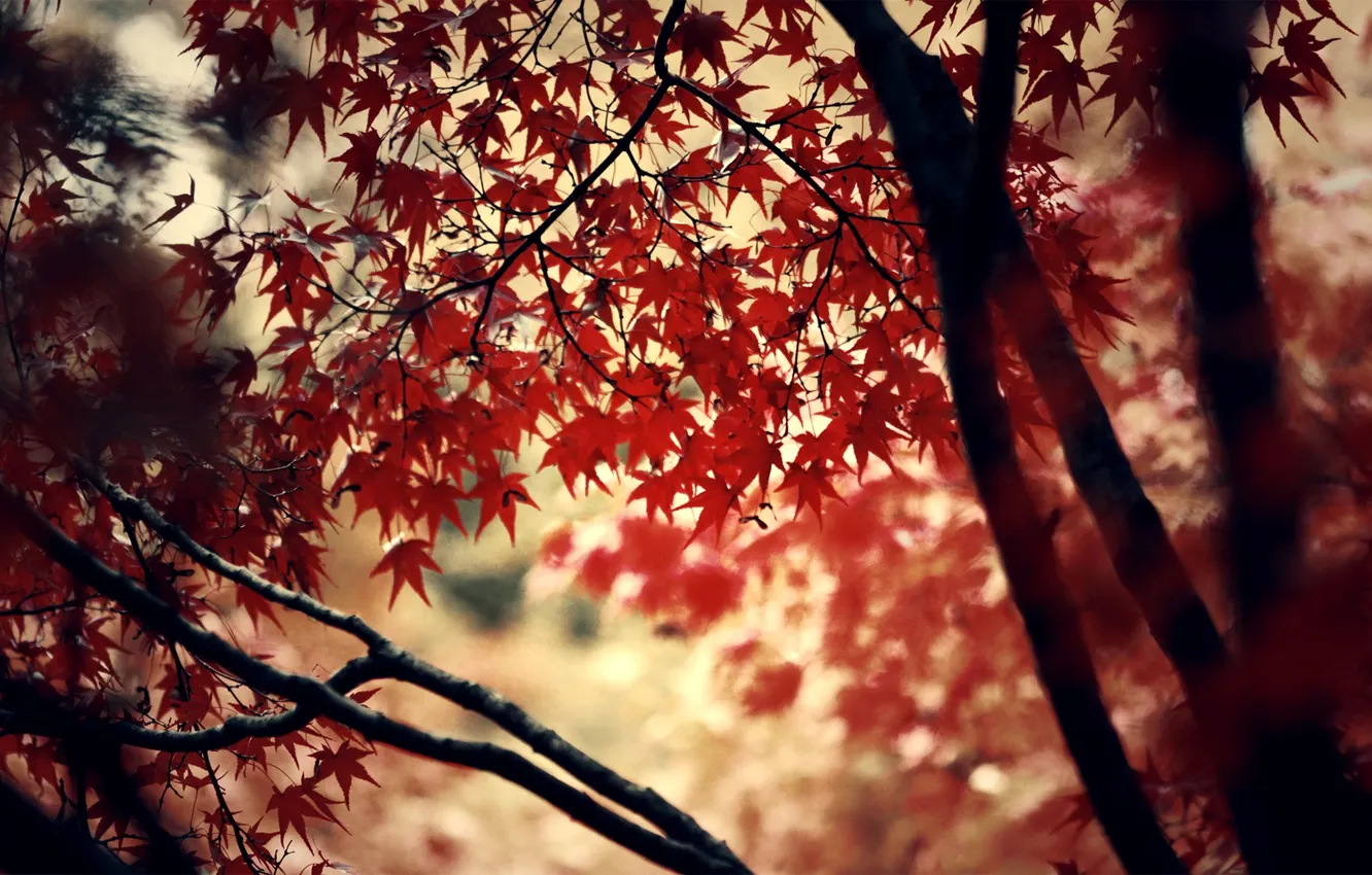 Фото обои red, trees, autumn, leaves, leaf