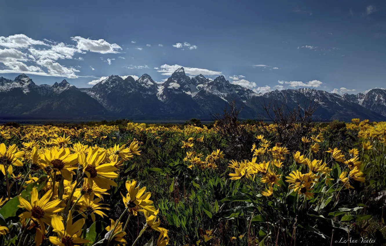 Фото обои цветы, луг, Вайоминг, Wyoming, Гранд-Титон, Grand Teton National Park, Скалистые горы, Rocky Mountains