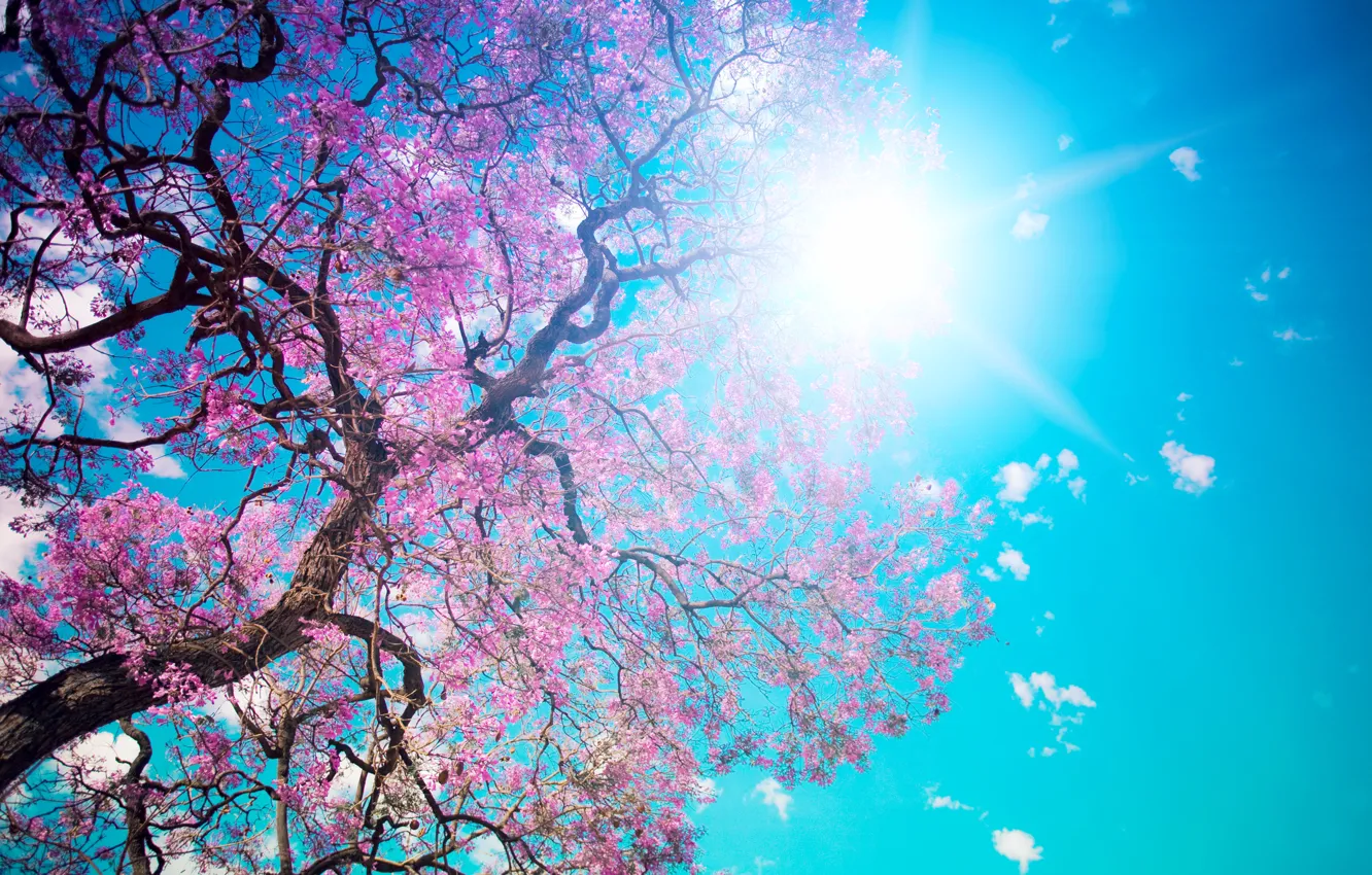 Фото обои небо, солнце, дерево, голубое, красота, лепестки, розовые, цветение