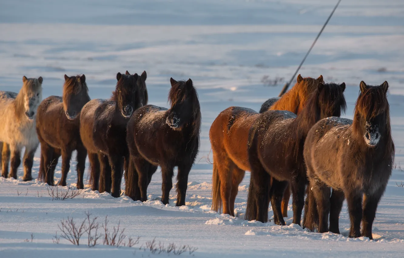 Фото обои зима, снег, кони, лошади, Исландия, Iceland