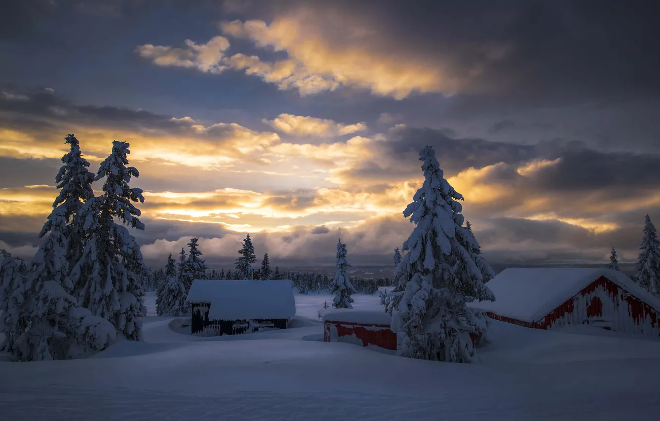 Фото обои зима, небо, облака, снег, деревья, природа, туман, рассвет