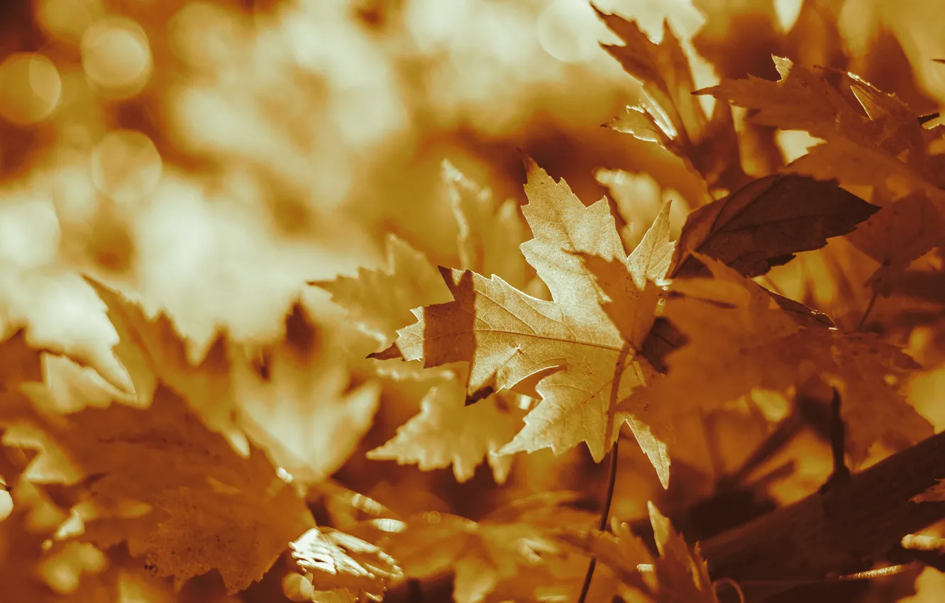 Фото обои осень, свет, ветки, природа, желтые, кленовые, боке, осенние листья