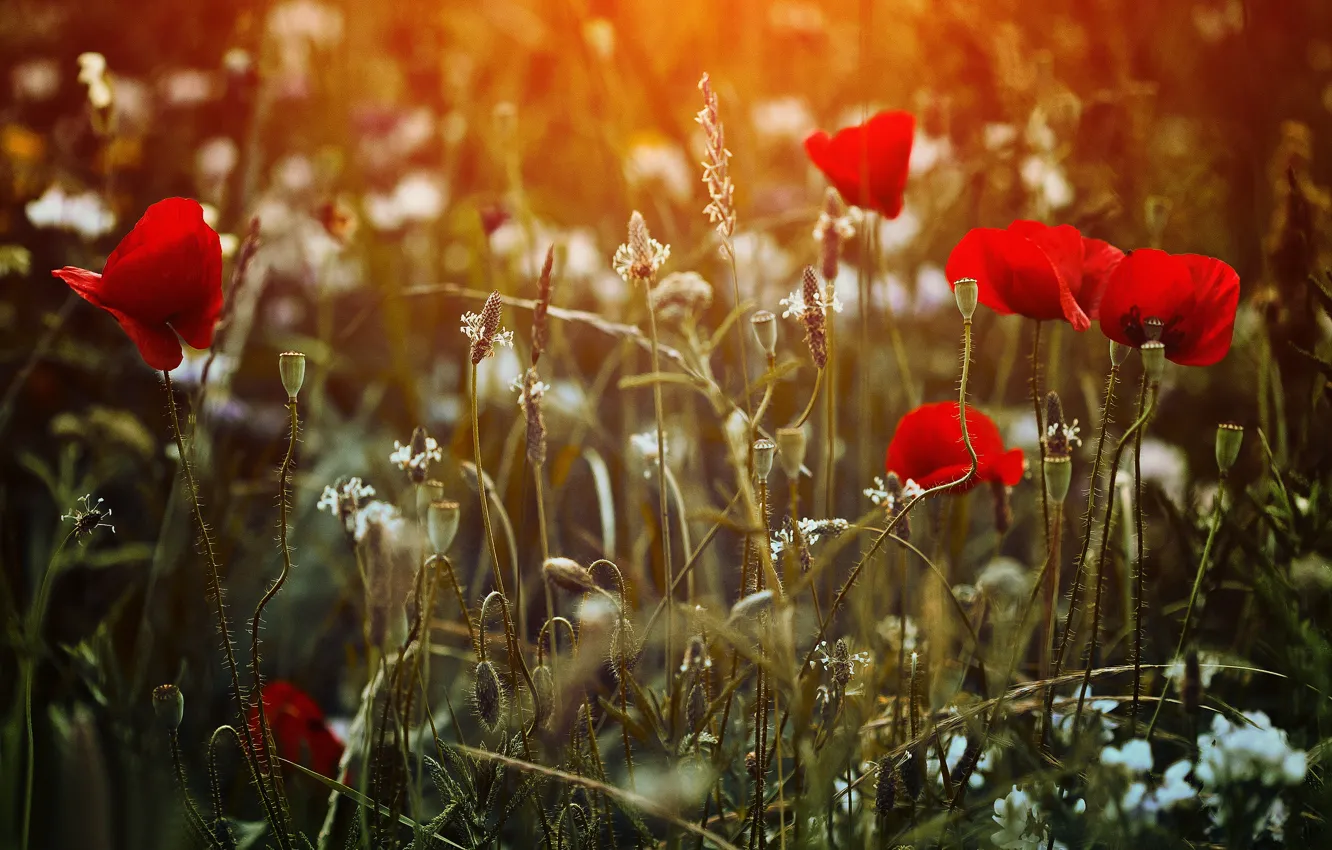 Фото обои поле, трава, цветы, маки