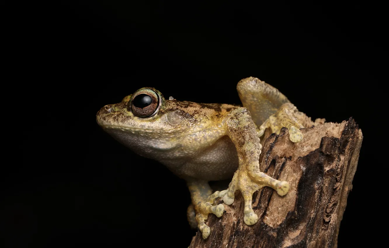 Фото обои природа, tree frog, Litoria myola