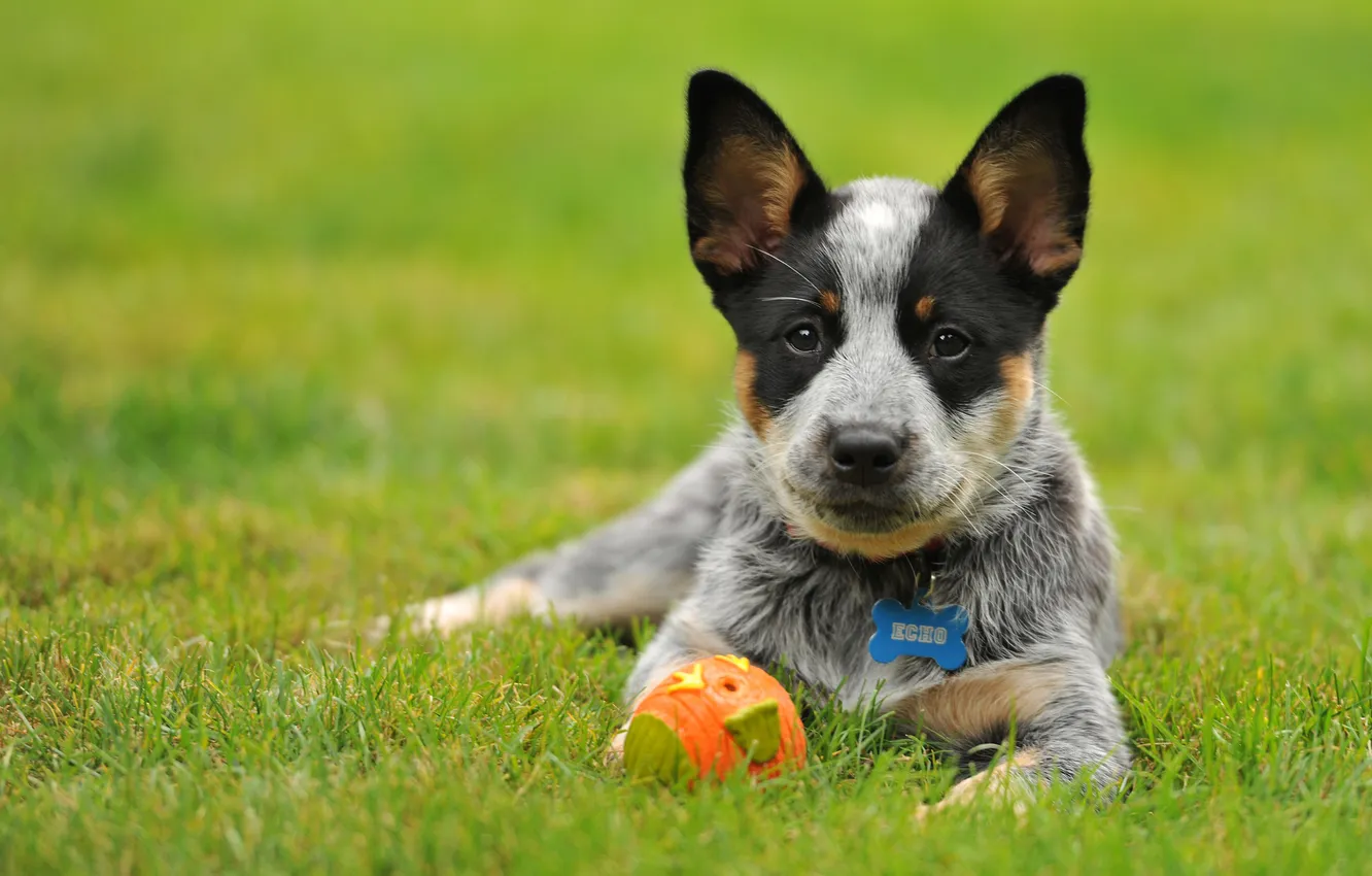 Фото обои игрушка, щенок, Австралийская пастушья собака, австралийский хилер