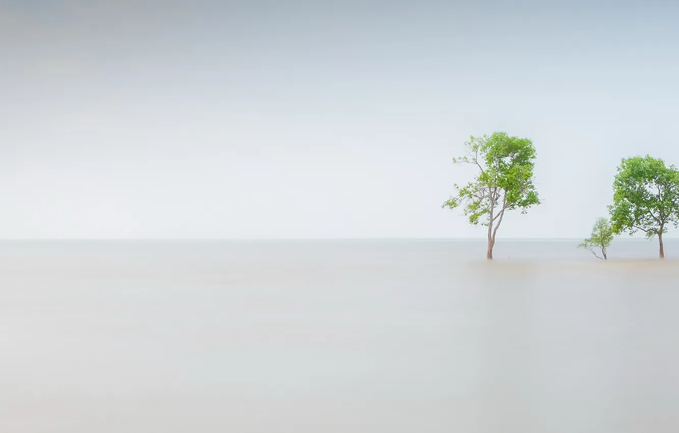 Фото обои море, фон, дерево