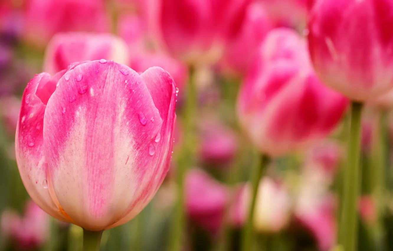 Фото обои макро, цветы, Pink Tulips