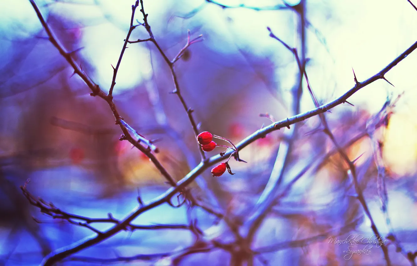 Фото обои зима, макро, веточка, дерево, растение, утро, рябина