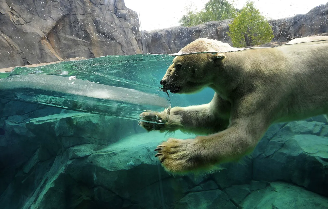 Фото обои вода, скалы, лёд, Белый медведь, ныряет