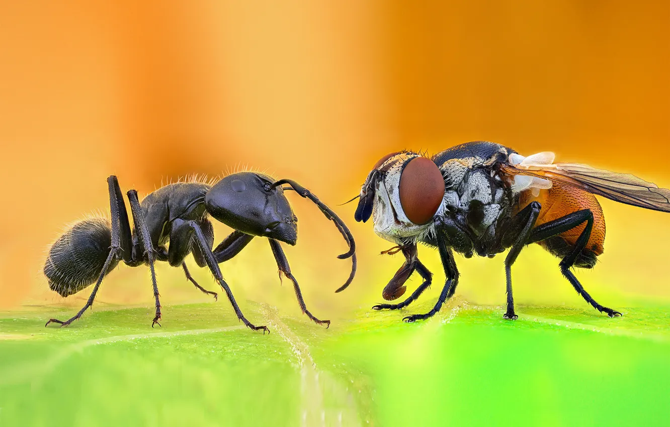 Фото обои fly, insect, ant