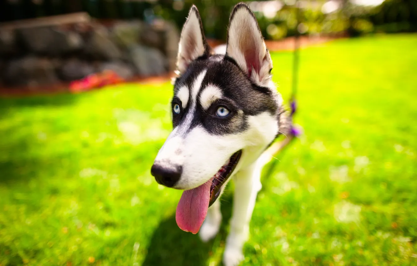 Фото обои зелень, язык, трава, глаза, взгляд, морда, собака, пес