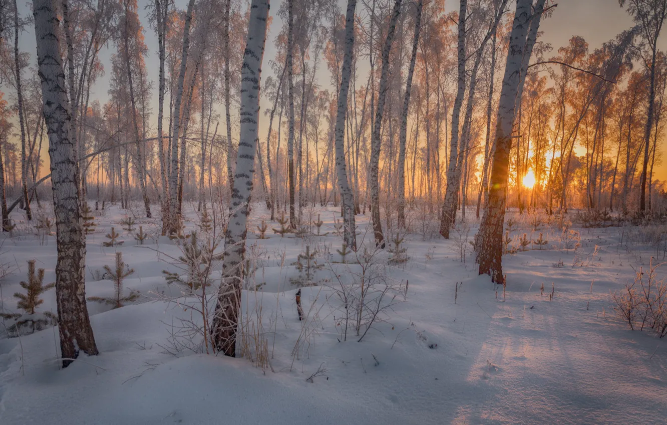 Фото обои зима, лес, солнце, лучи, свет, снег, пейзаж, закат
