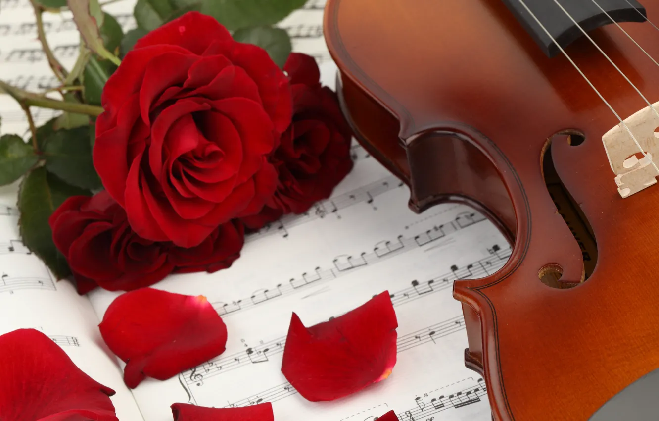 Фото обои цветы, ноты, музыка, скрипка, розы, лепестки, music, книга
