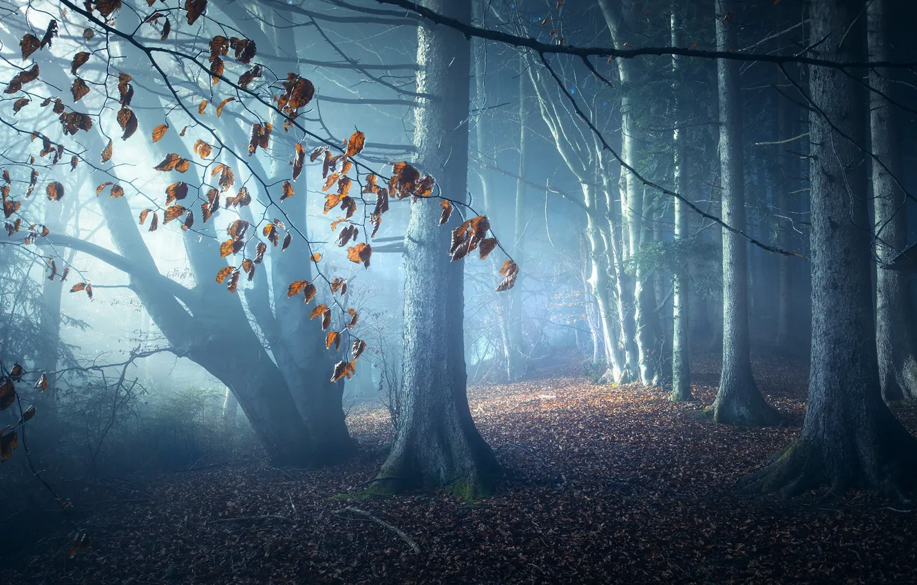 Фото обои лес, листья, свет, деревья, ночь, ветки, природа, туман