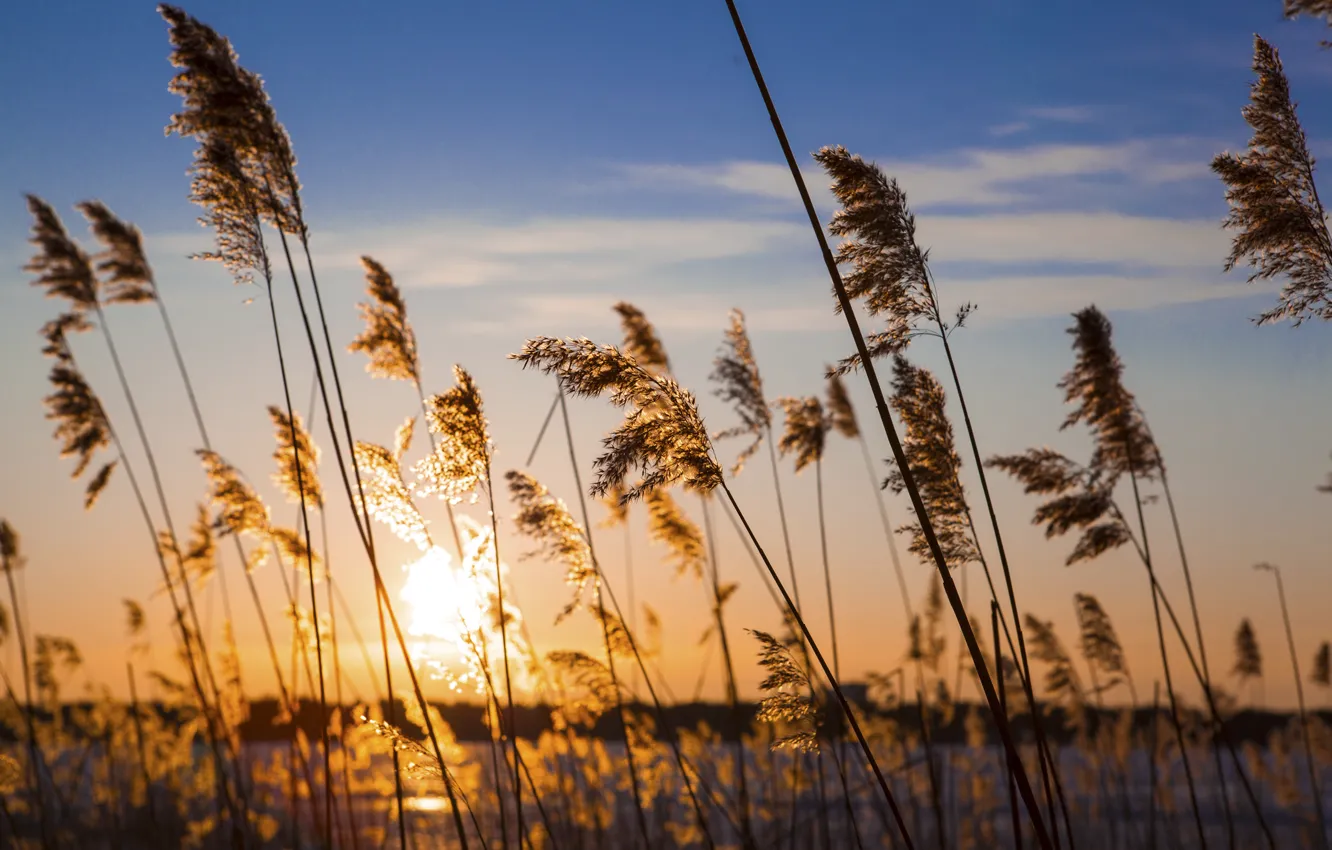 Фото обои пшеница, небо, закат, берег, растения, камыш