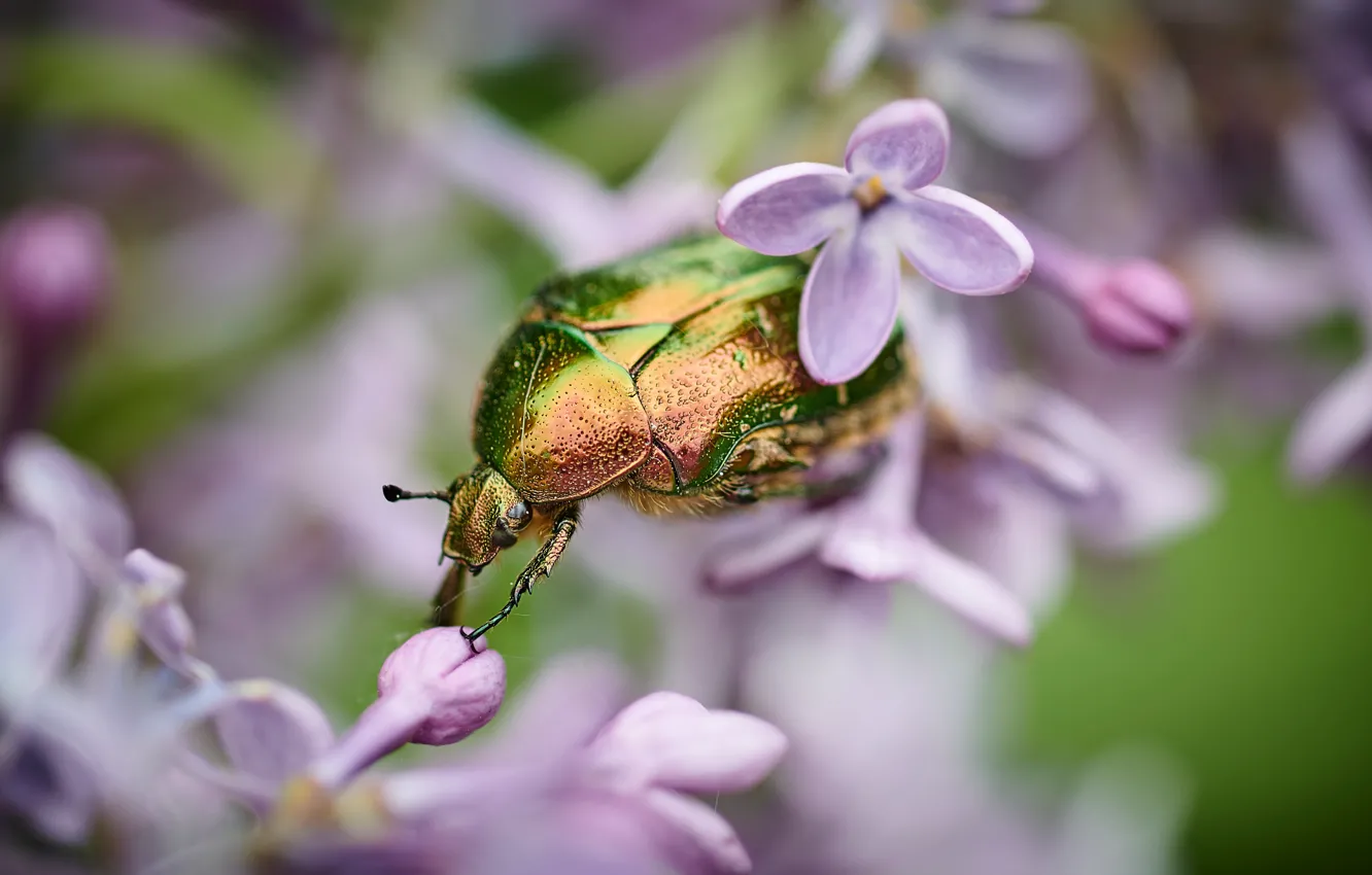 Фото обои макро, цветы, зеленый, фон, жук, размытие, насекомое, красивый