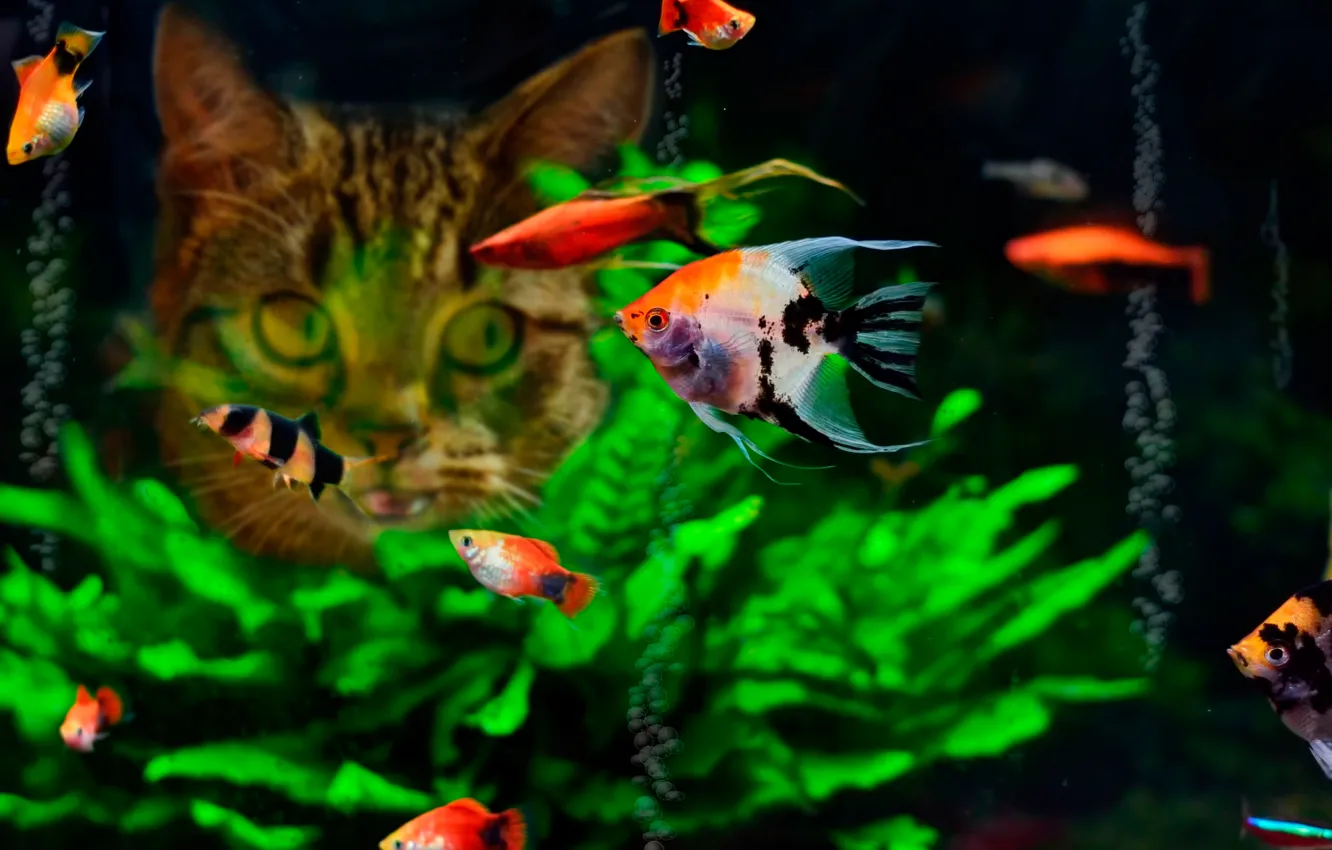 Фото обои кошка, рыбки, еда, аквариум