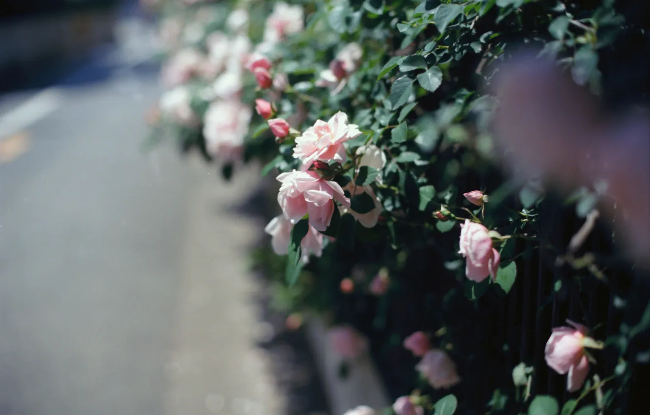 Фото обои куст, розы, розовые