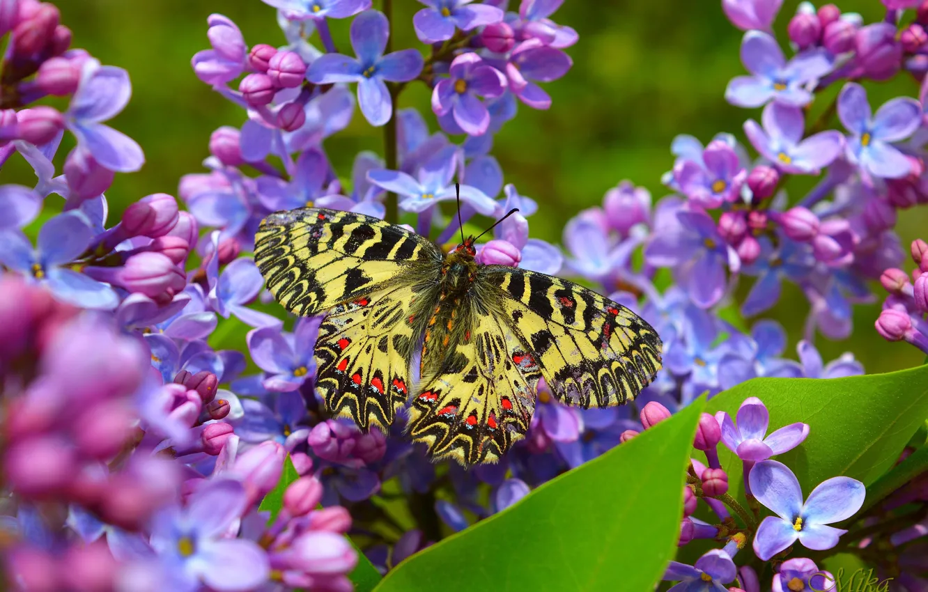 Фото обои Бабочка, Цветочки, Flowers, Butterfly