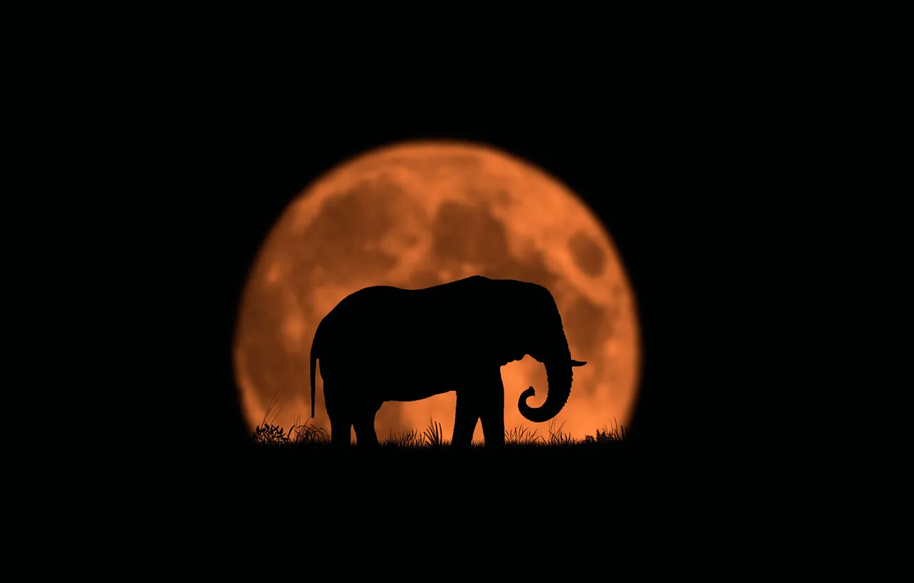 Фото обои луна, слон, силуэт, Last of His Kind