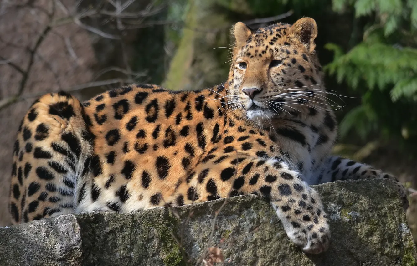 Фото обои усы, взгляд, морда, лапа, хищник, леопард, лежит, leopard