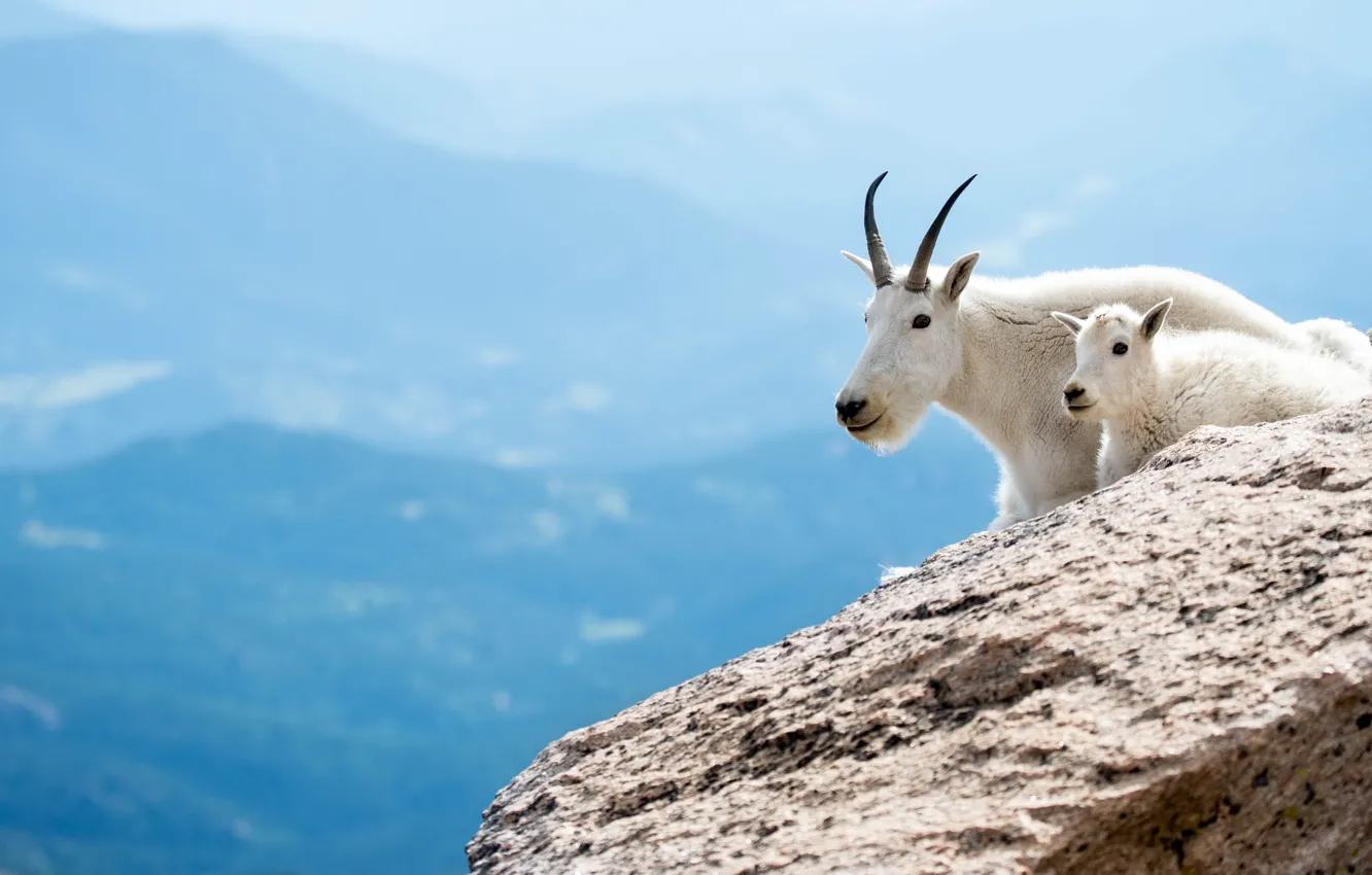Фото обои животные, горы, белые, коза, козы, козленок, обои от lolita777, горные козы